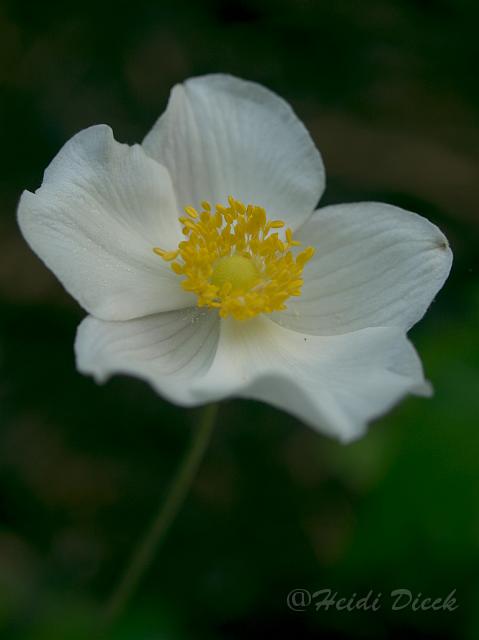 Anemone hupJap alba.jpg - Anemone jap  Alba